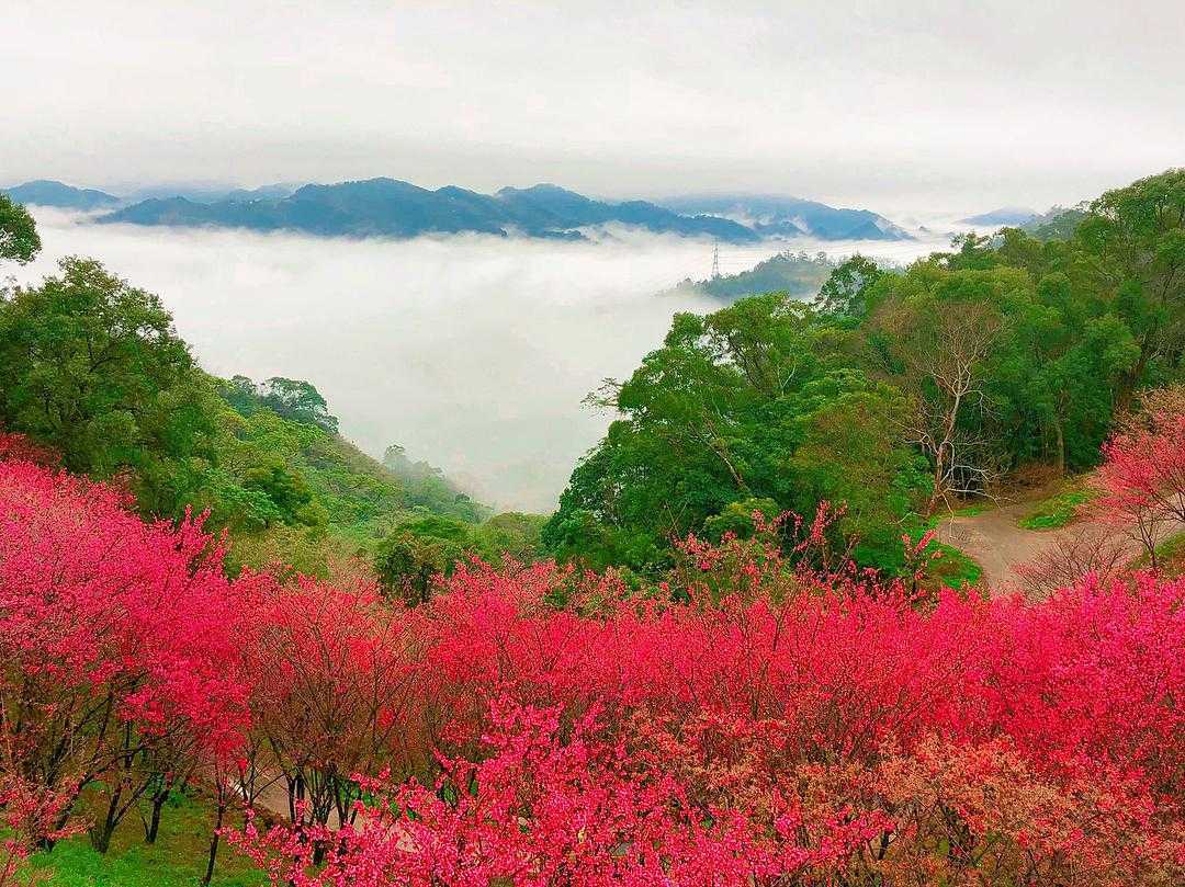 苗栗天氣 春夏秋冬怎麼玩 苗栗節慶 花季 景點大公開 好好玩台灣2021