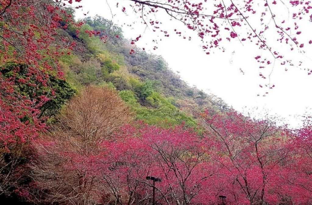 奧萬大櫻花季 賞櫻 櫻花 花季 花開了沒