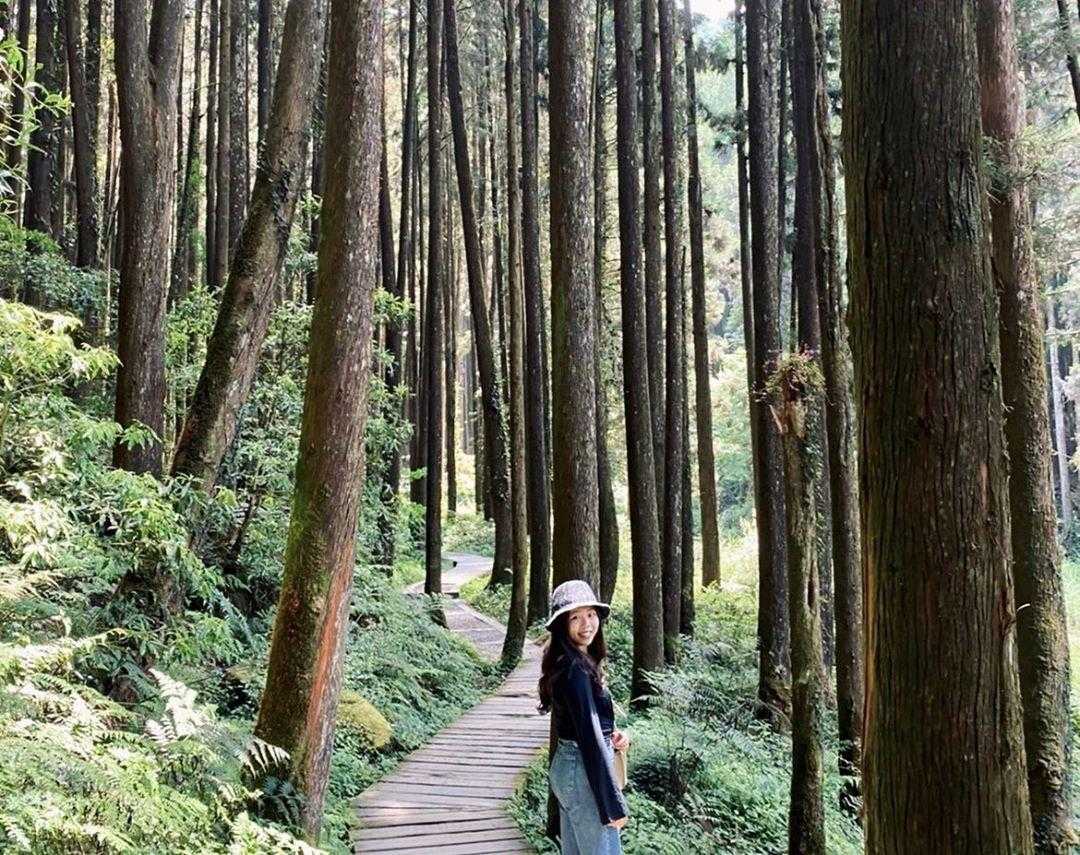 杉林溪攻略 周末杉林溪一日遊 享受芬多精的洗禮 杉林溪森林生態渡假園區攻略 好好玩台灣2021