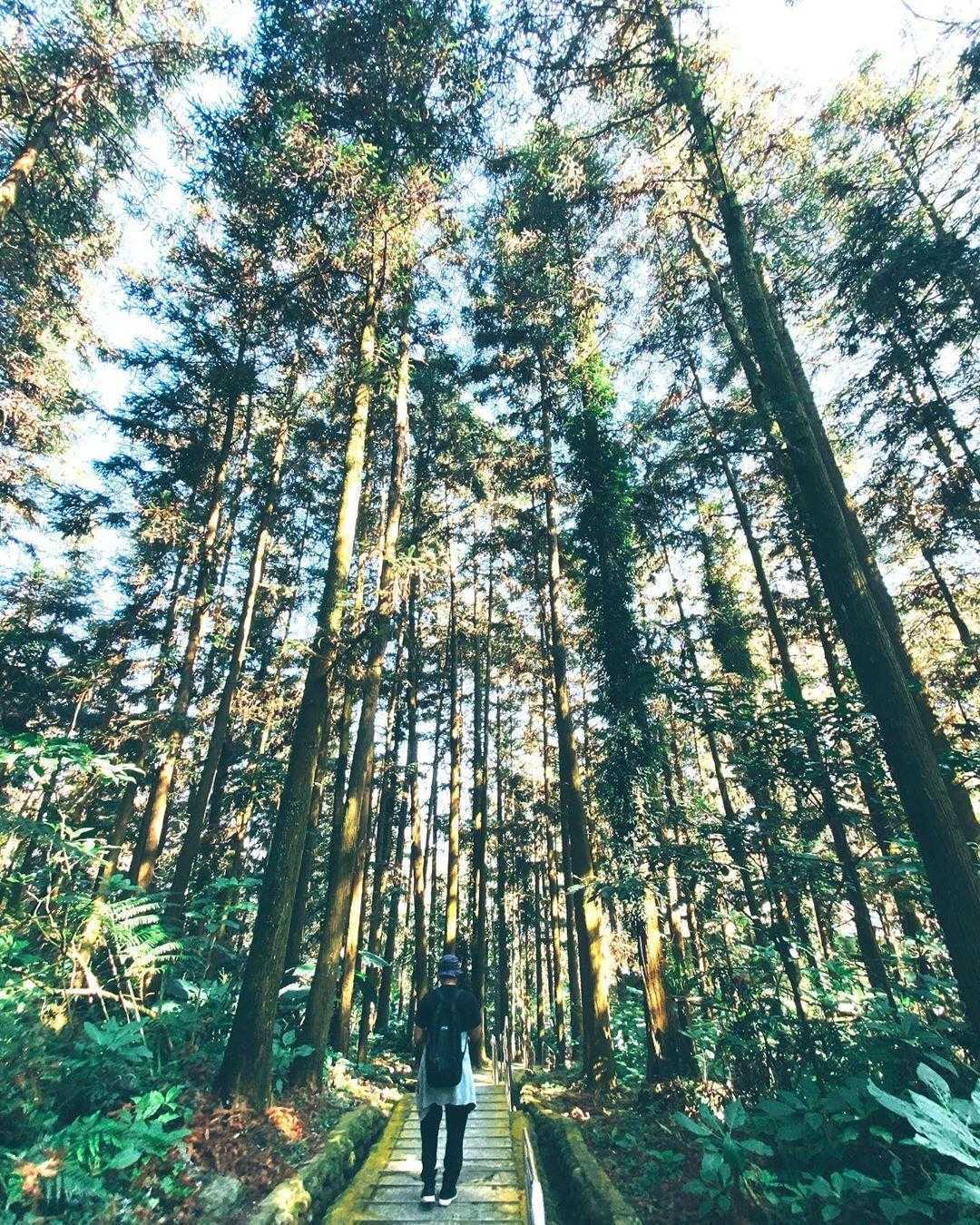 鳳凰谷鳥園生態園區 ｜天然森林區