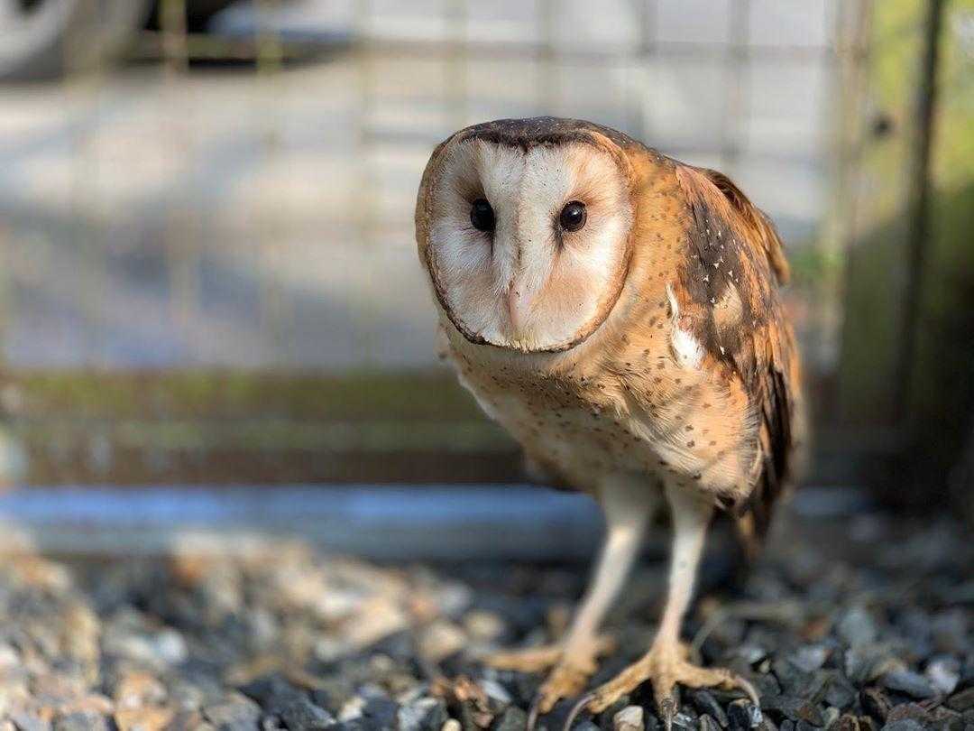 鳳凰谷鳥園生態園區 ｜草鴞