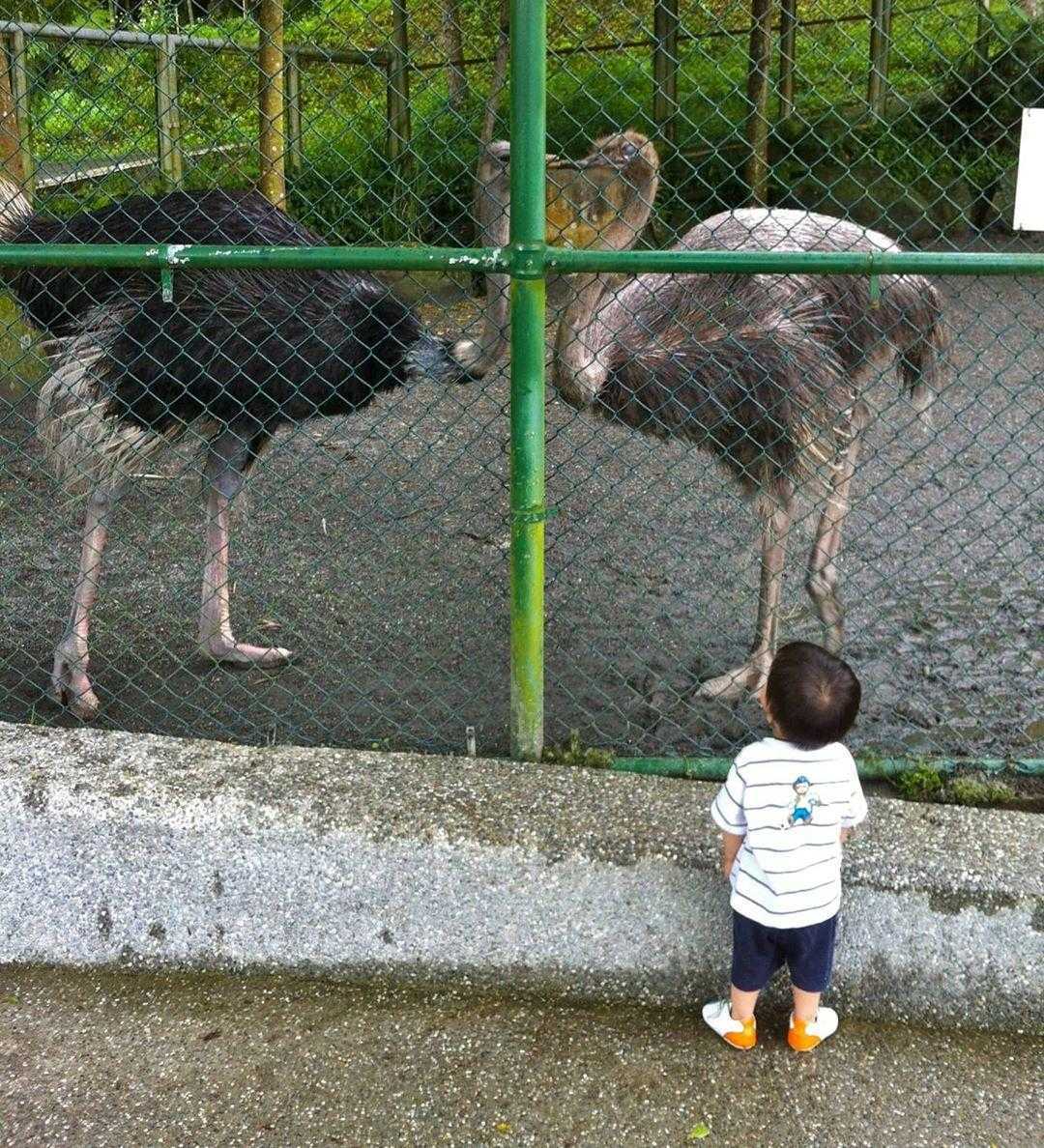 鳳凰谷鳥園生態園區 ｜鴕鳥