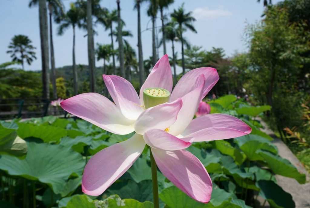 中興新村荷花 中興新村蓮花 中興新村景點 荷花池 開花時間 花況