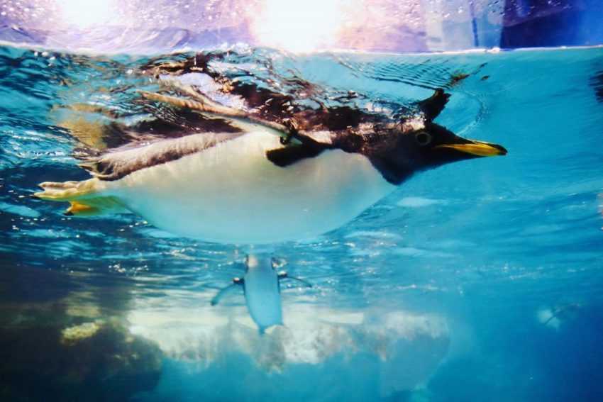 台灣水族館、海洋館、海生館 國立海洋生物博物館