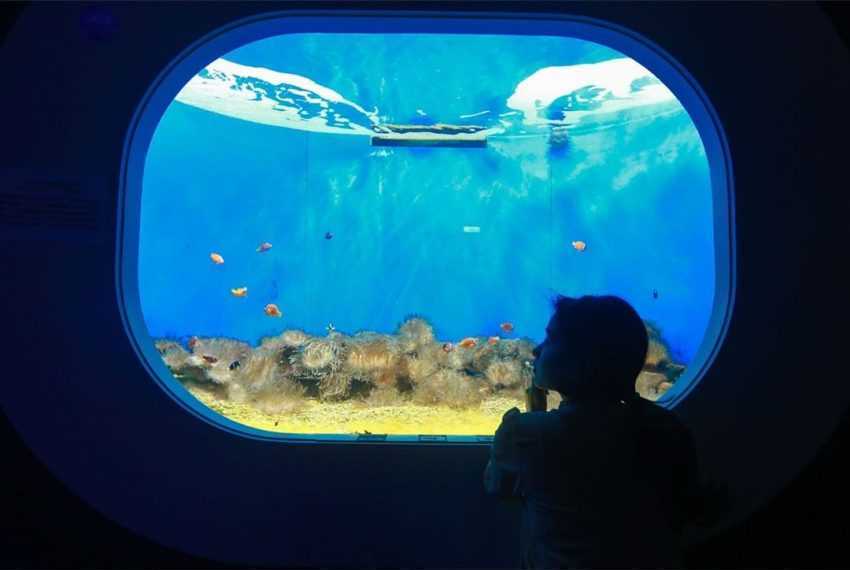 全台水族館攻略 全台5 座水族館你都去過嗎 從北到南 從東到離島 全民一起瘋水族館 好好玩台灣21