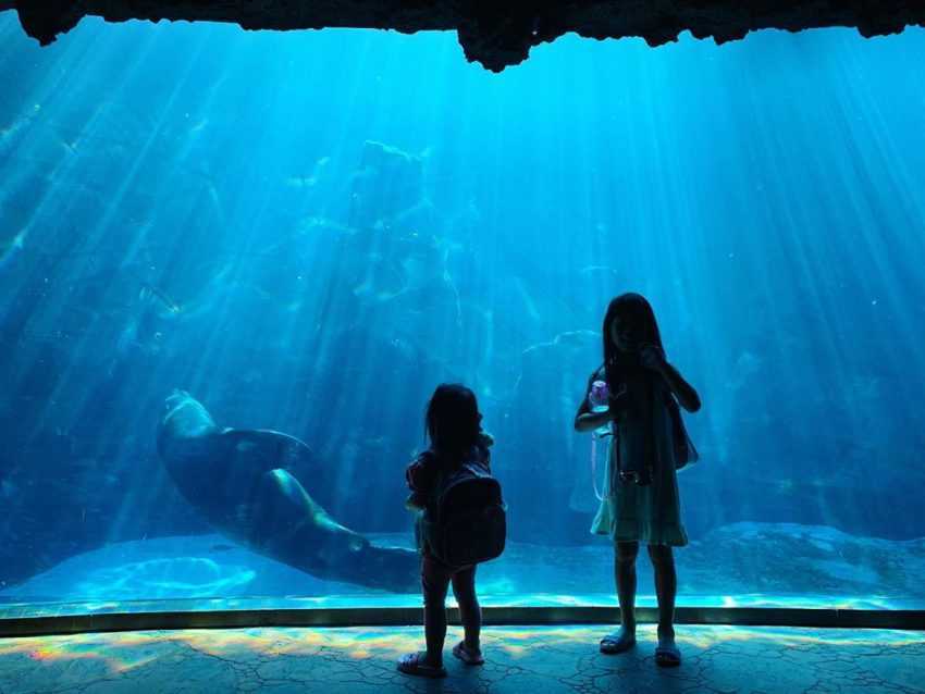 台灣水族館、海洋館、海生館 遠雄海洋公園