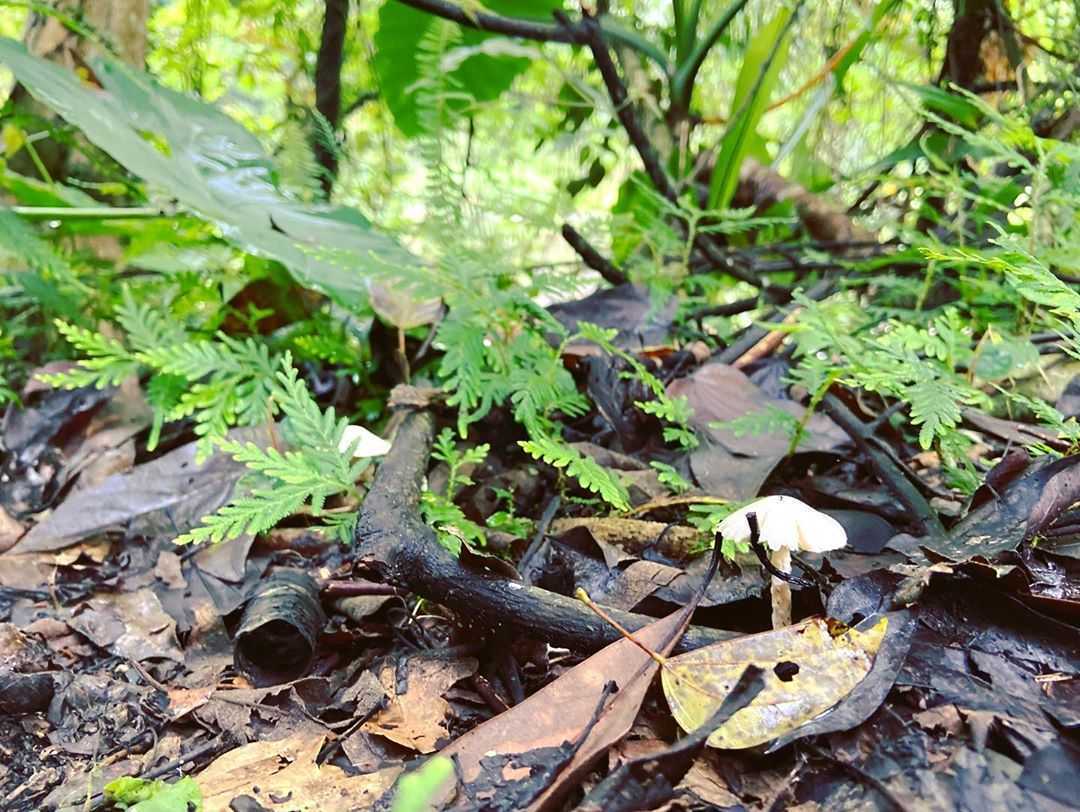 宜蘭鳩之澤溫泉 《 宜蘭鳩之澤溫泉 》太平山溫泉！漫步太平山呼吸芬多精，煮溫泉蛋、泡湯金促咪，秋冬輕旅行首選 11 2022