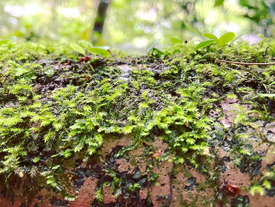 宜蘭鳩之澤溫泉 《 宜蘭鳩之澤溫泉 》太平山溫泉！漫步太平山呼吸芬多精，煮溫泉蛋、泡湯金促咪，秋冬輕旅行首選 12 2022