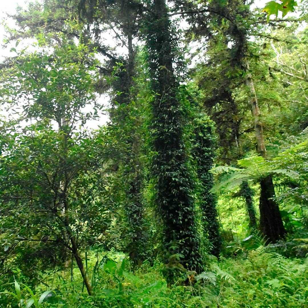 宜蘭鳩之澤溫泉 《 宜蘭鳩之澤溫泉 》太平山溫泉！漫步太平山呼吸芬多精，煮溫泉蛋、泡湯金促咪，秋冬輕旅行首選 10 2022