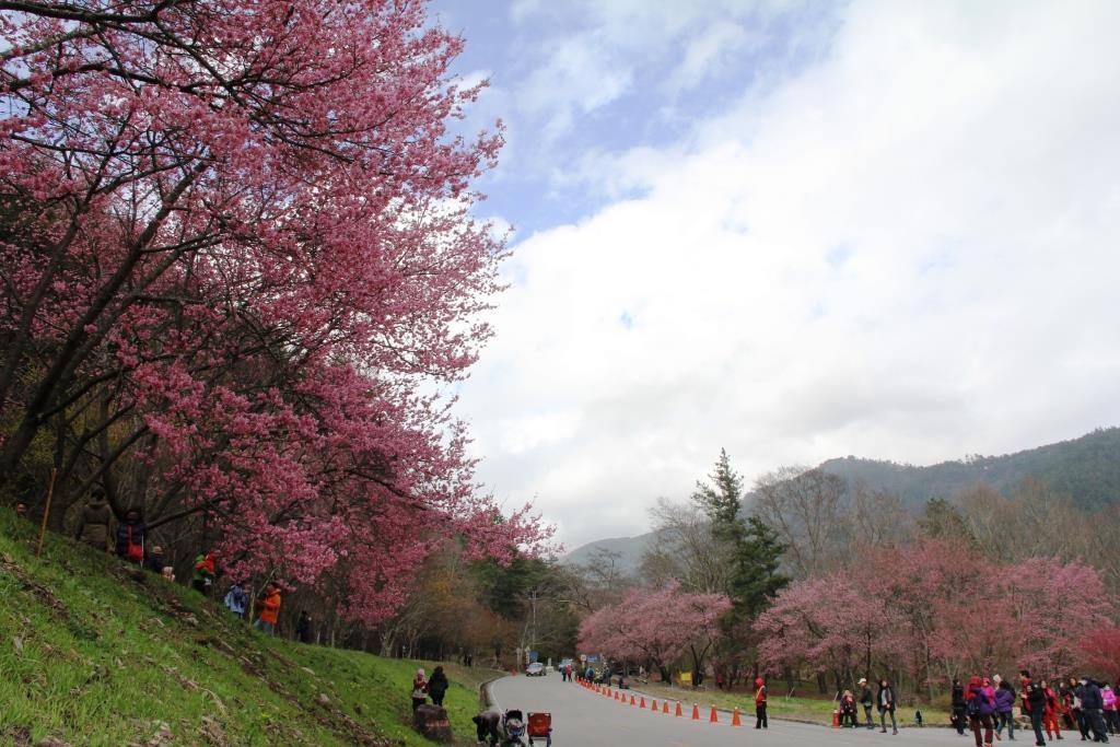 ▸旅遊情報, ▸台中景點, 和平區, 景點, 活動 2022櫻花季, 2022武陵櫻花, 2022武陵農場, 2022賞櫻, 九族櫻花花況, 二月花季, 交通, 介紹, 南部櫻花景點, 台中賞櫻, 季節, 宜蘭, 宜蘭櫻花, 散客巴, 昭和櫻, 最新消息, 櫻花, 櫻花介紹, 櫻花前線, 櫻花季, 櫻花季節, 櫻花客服電話, 櫻花拿鐵, 櫻花祭, 櫻花祭節, 櫻花線, 櫻花花季, 櫻花花況, 櫻花處, 武凌農場, 武嶺農場, 武林農場, 武陵, 武陵一日遊, 武陵專車, 武陵櫻花, 武陵櫻花季, 武陵櫻花季全攻略先看4大須知, 武陵民宿, 武陵花季, 武陵賞櫻, 武陵賞櫻專車, 武陵農, 武陵農場, 武陵農場一日遊, 武陵農場交通, 武陵農場專車, 武陵農場攻略, 武陵農場櫻花, 武陵農場櫻花2021, 武陵農場櫻花季, 武陵農場櫻花花期, 武陵農場櫻花花況, 武陵農場現況, 武陵農場管制, 武陵農場花季, 武陵農場花況, 武陵農場訂房攻略, 武陵農場賞櫻, 武陵農場賞櫻專車, 武陵農場通行證, 武陸農場, 民宿, 看櫻花, 粉紅佳人櫻花, 花季, 花況, 賞櫻, 賞櫻團, 賞櫻專車, 賞櫻花, 農場, 通行證, 預測 2022