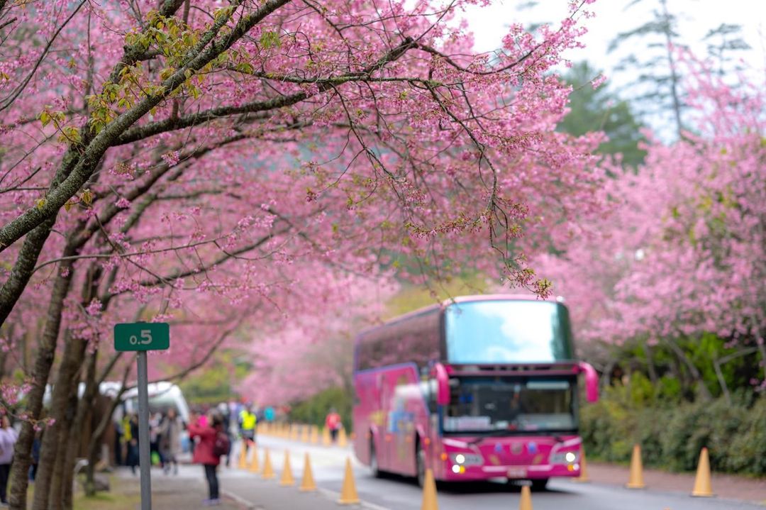 ▸旅遊情報, ▸台中景點, 和平區, 景點, 活動 2022櫻花季, 2022武陵櫻花, 2022武陵農場, 2022賞櫻, 九族櫻花花況, 二月花季, 交通, 介紹, 南部櫻花景點, 台中賞櫻, 季節, 宜蘭, 宜蘭櫻花, 散客巴, 昭和櫻, 最新消息, 櫻花, 櫻花介紹, 櫻花前線, 櫻花季, 櫻花季節, 櫻花客服電話, 櫻花拿鐵, 櫻花祭, 櫻花祭節, 櫻花線, 櫻花花季, 櫻花花況, 櫻花處, 武凌農場, 武嶺農場, 武林農場, 武陵, 武陵一日遊, 武陵專車, 武陵櫻花, 武陵櫻花季, 武陵櫻花季全攻略先看4大須知, 武陵民宿, 武陵花季, 武陵賞櫻, 武陵賞櫻專車, 武陵農, 武陵農場, 武陵農場一日遊, 武陵農場交通, 武陵農場專車, 武陵農場攻略, 武陵農場櫻花, 武陵農場櫻花2021, 武陵農場櫻花季, 武陵農場櫻花花期, 武陵農場櫻花花況, 武陵農場現況, 武陵農場管制, 武陵農場花季, 武陵農場花況, 武陵農場訂房攻略, 武陵農場賞櫻, 武陵農場賞櫻專車, 武陵農場通行證, 武陸農場, 民宿, 看櫻花, 粉紅佳人櫻花, 花季, 花況, 賞櫻, 賞櫻團, 賞櫻專車, 賞櫻花, 農場, 通行證, 預測 2022