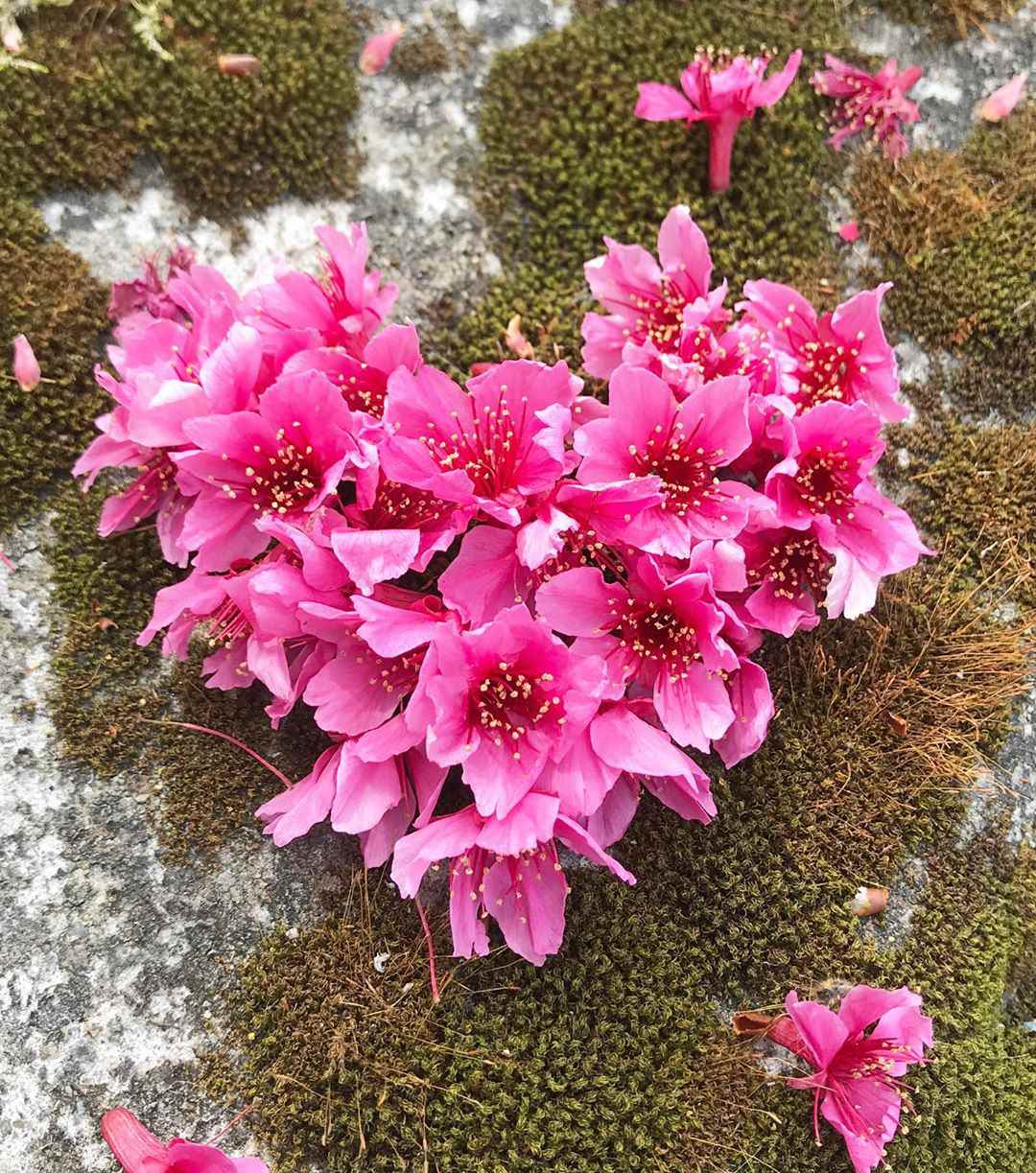 阿里山櫻花季花況