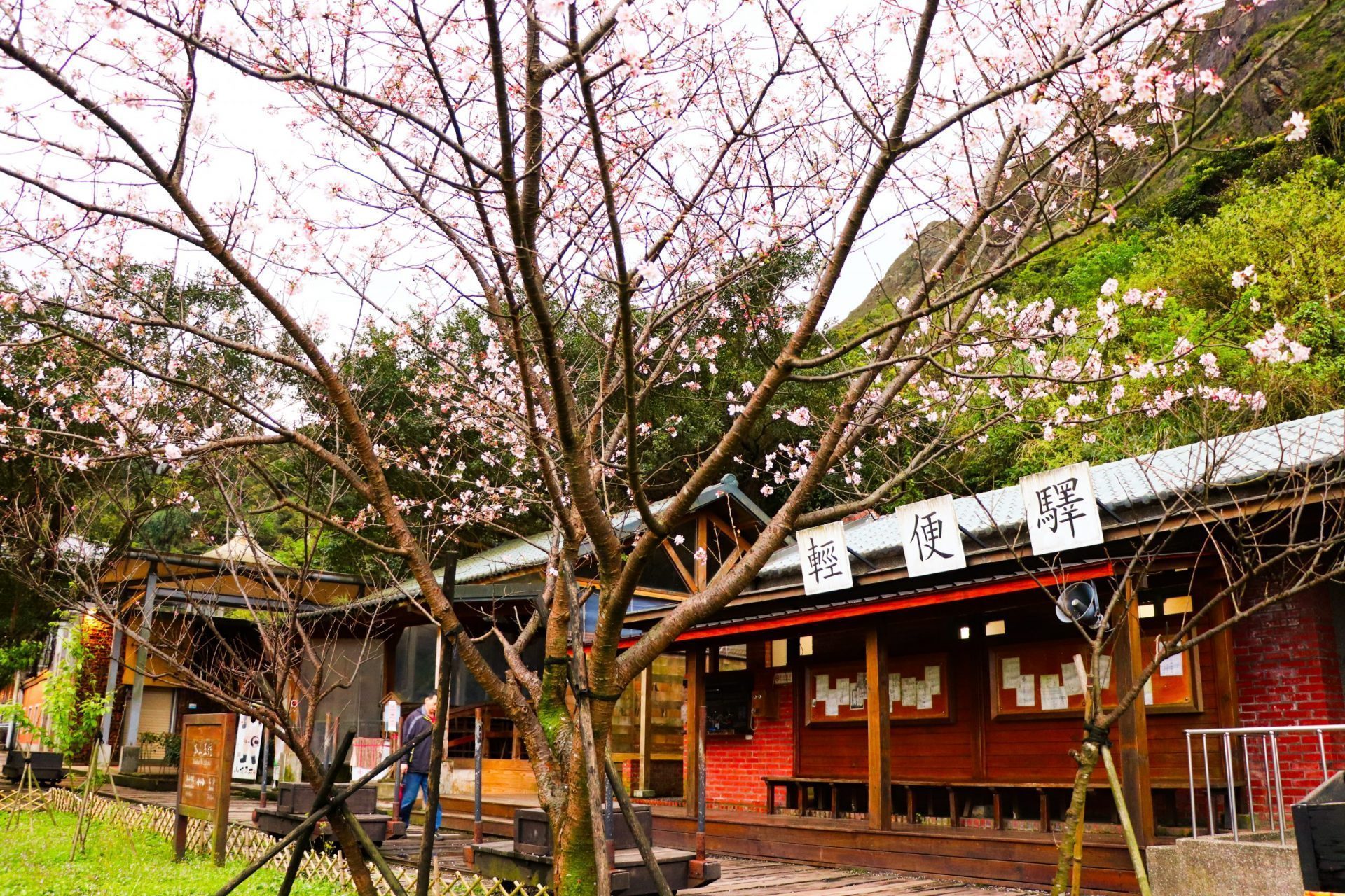 金瓜石黃金博物館 輕便驛櫻花樹 金瓜石一日遊 新北景點 新北瑞芳