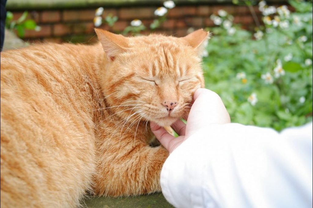 猴硐貓村貓咪照片