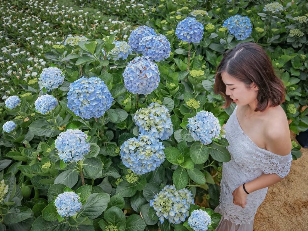 陽明山,繡球花季,陽明山繡球花季,繡球花季,繡球花,台北景點,陽明山景點