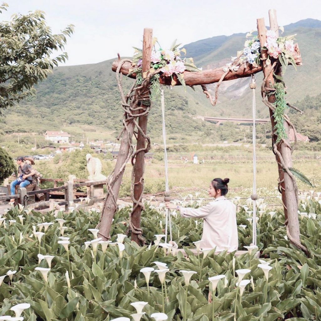 陽明山花季 竹子湖海芋綻放中 陽明山花況 溫泉住宿 秘境景點 交通懶人包