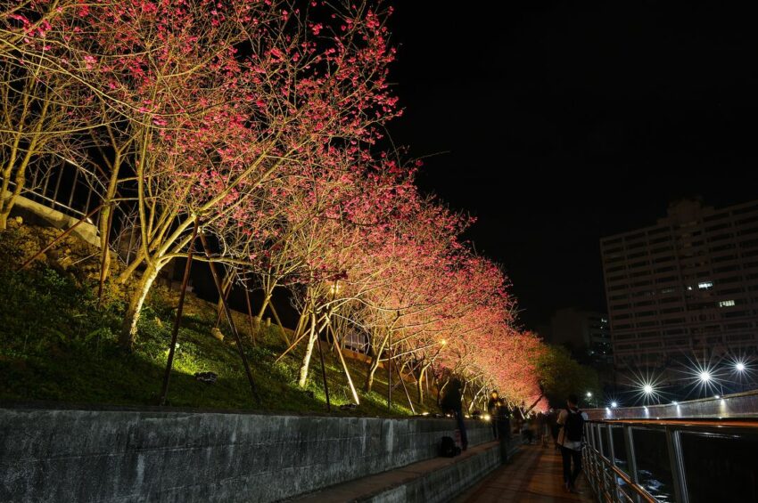 2021台灣賞櫻景點－內湖樂活夜櫻季