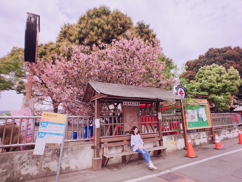 台灣賞櫻景點 －泰安派出所櫻花林