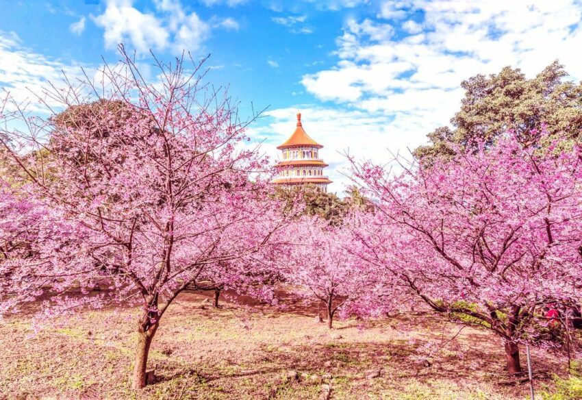 2021台灣賞櫻景點－淡水天元宮