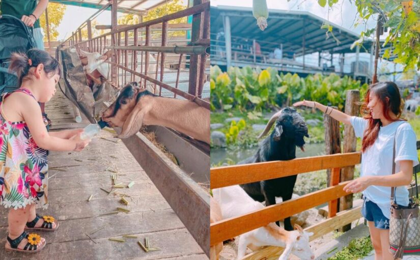 宜蘭冬山 宜農牧場 門票僅銅板價 玩蹦蹦車 擠羊奶 親子餵小動物 交通 附近景點