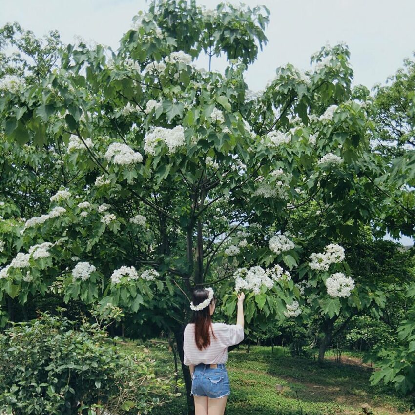 仁和步道,油桐花景點,新竹油桐花