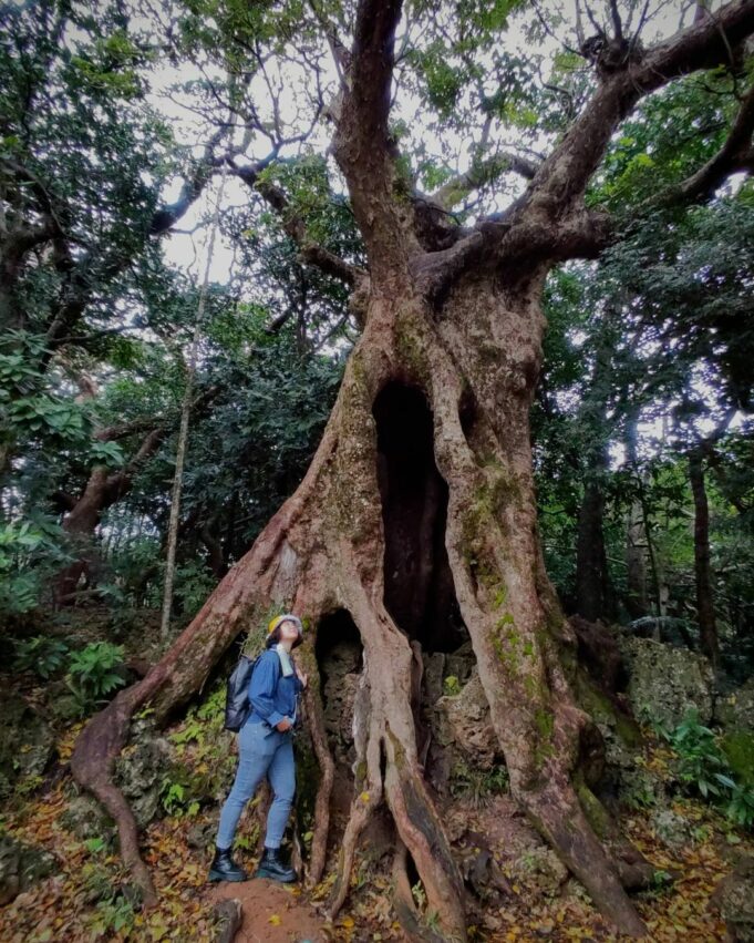 墾丁國家森林遊樂區 茄苳巨木