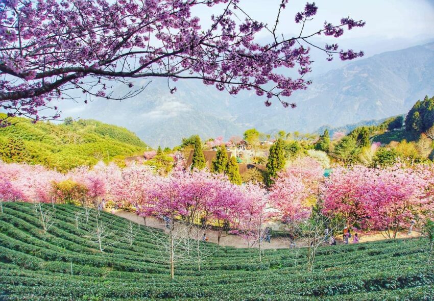 山上人家森林農場