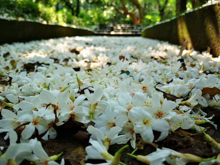 湖口仁和步道,油桐花,油桐花季,全台油桐花,油桐花景點,北部油桐花,中部油桐花,苗栗油桐花,南部油桐花,東部油桐花,台北油桐花,桃園油桐花,新竹油桐花,南投油桐花,嘉義油桐花,台中油桐花,彰化油桐花,雲林油桐花,台南油桐花,台東油桐花,花蓮油桐花,宜蘭油桐花