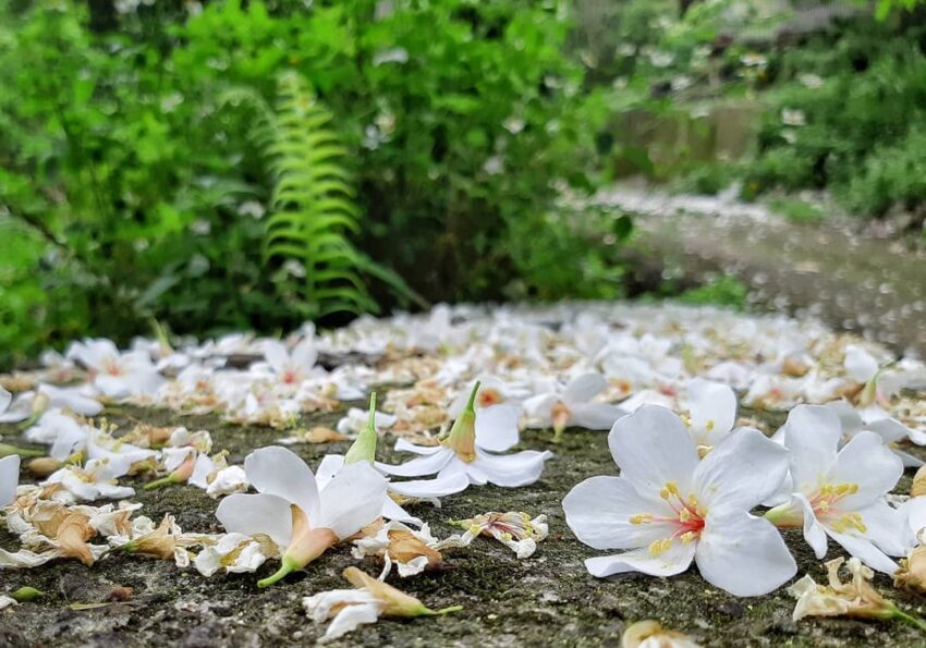 鹿寮坑,油桐花,油桐花季,全台油桐花,油桐花景點,北部油桐花,中部油桐花,苗栗油桐花,南部油桐花,東部油桐花,台北油桐花,桃園油桐花,新竹油桐花,南投油桐花,嘉義油桐花,台中油桐花,彰化油桐花,雲林油桐花,台南油桐花,台東油桐花,花蓮油桐花,宜蘭油桐花