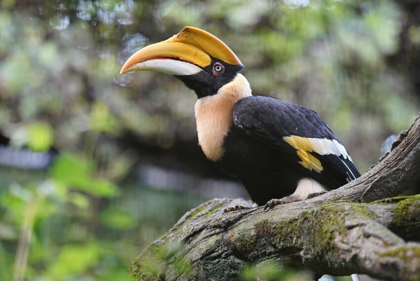 木柵動物園 鳥園