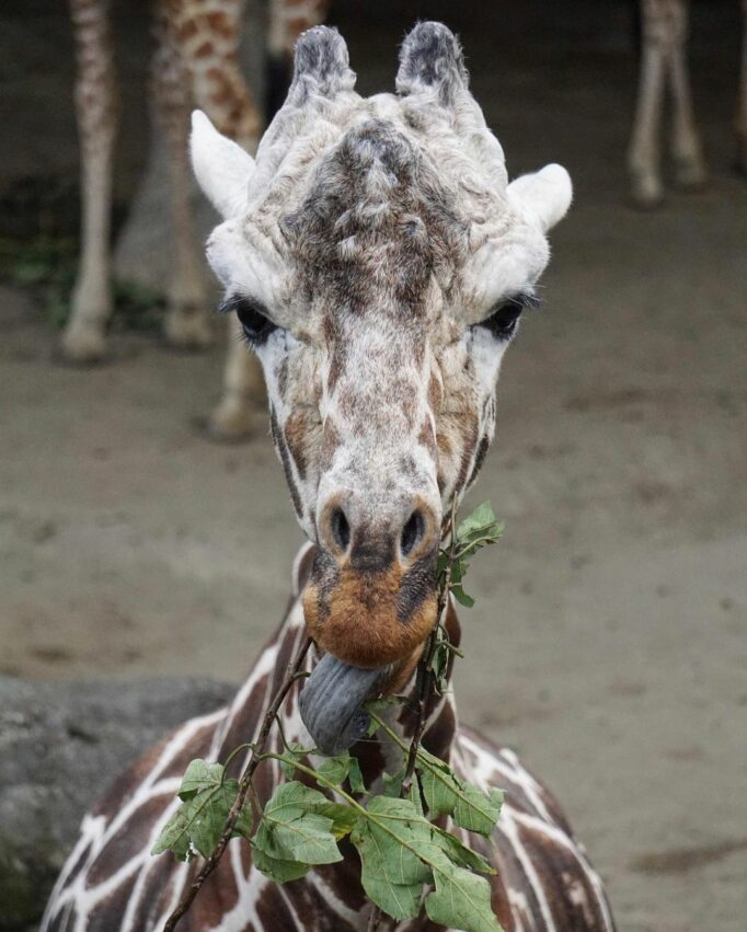 木柵動物園 長頸鹿