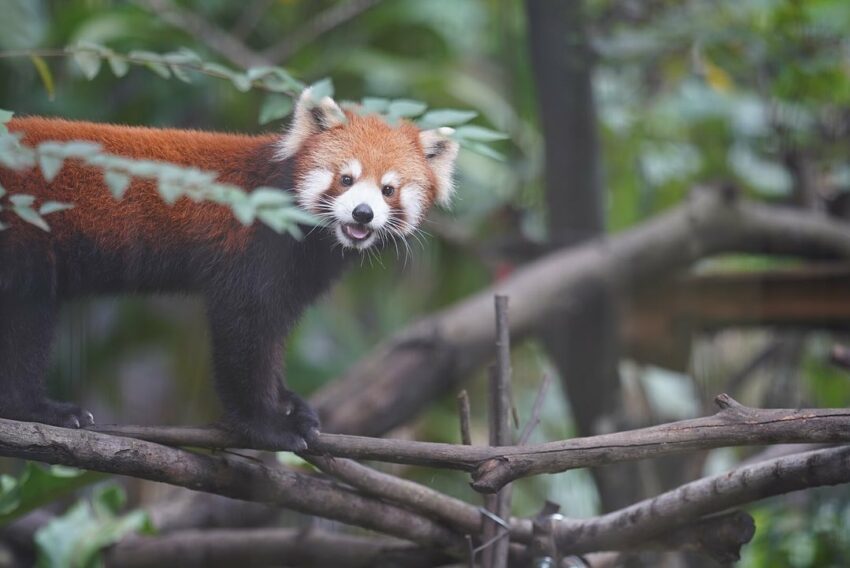 木柵動物園 小貓熊