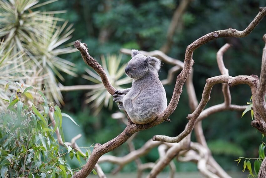 木柵動物園 無尾熊