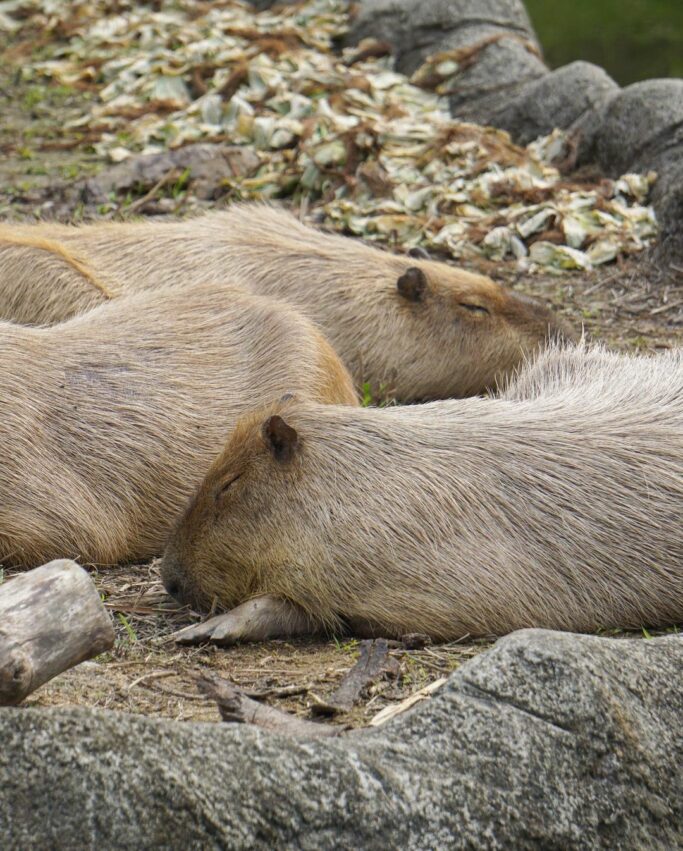 木柵動物園 水豚