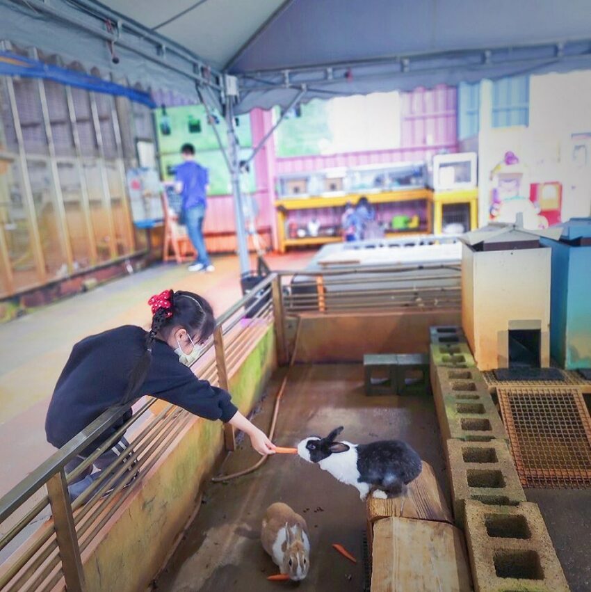 礁溪景點｜親子｜水鹿咖啡親子餐廳能近距離餵食兔子、水鹿、麝香豬等可愛動物，絕對是遛小孩最棒的地方。