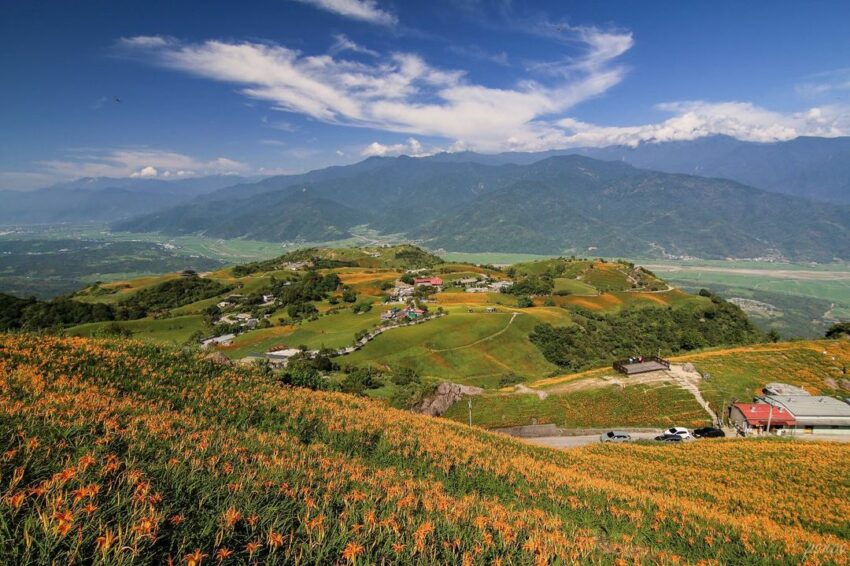 花蓮六十石山、金針花、打卡景點、花蓮景點、最佳拍攝位置、忘憂亭、花況、花期、花季