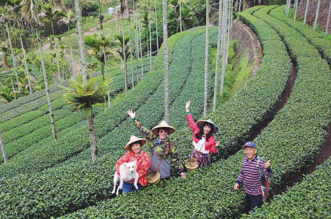 茗園茶葉民宿 茗園茶叄代體驗採茶樂趣 阿里山瑞里民宿擁抱大自然 品嘗高山烏龍茶