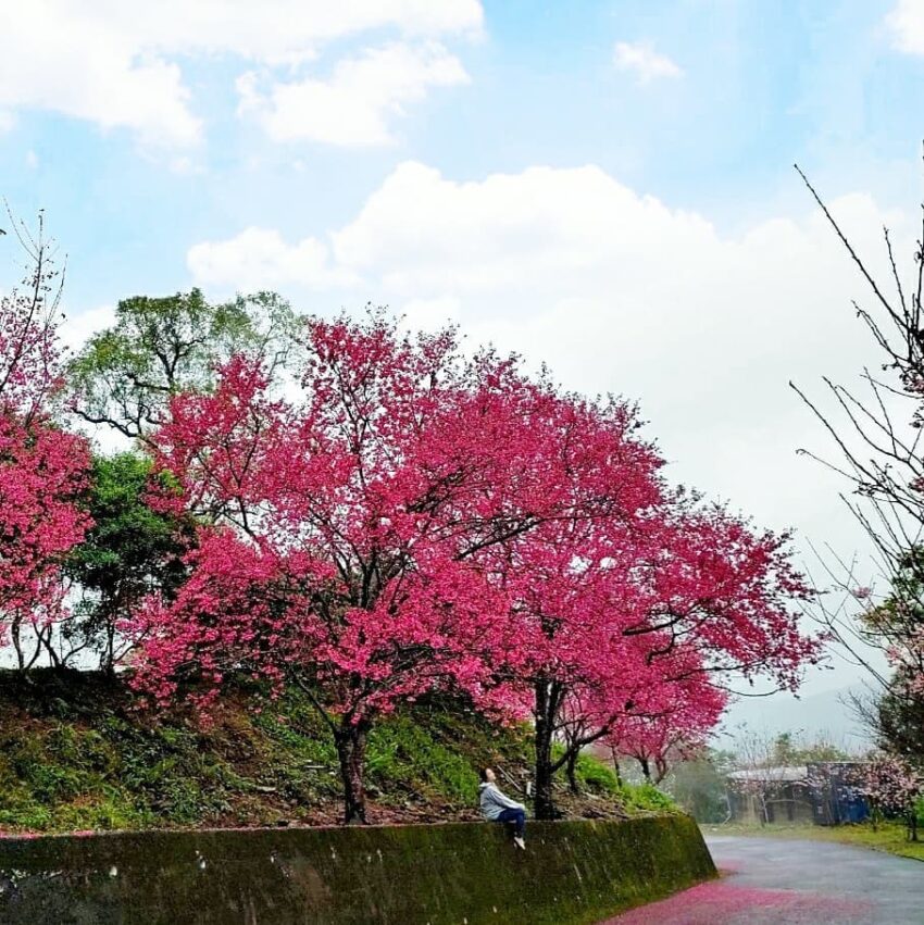 燈嵩林道