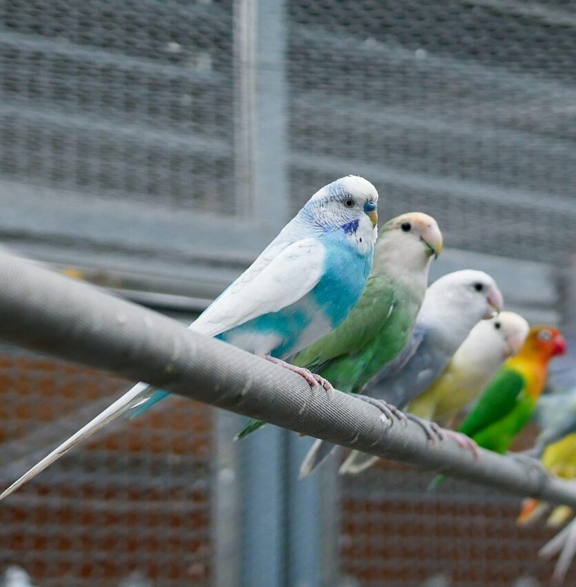 太極美地，鳳凰谷鳥園生態園區將鳥籠放進天然森林裡，使得這裡少了一般鳥園的吵雜和臭味，在賞鳥的同時，還能順便做做森林浴，一舉兩得。