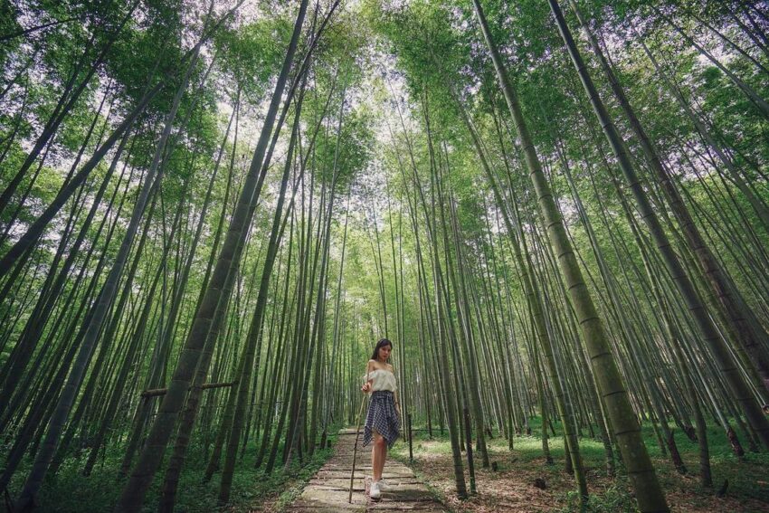 太極美地，孟宗竹古戰場，蒼翠堅挺的孟宗竹是太極美地的特產，隨風搖曳的孟宗竹林像極了電影臥虎藏龍的場景，走在其中，似乎隨時都會有大俠從竹林深處飛出來