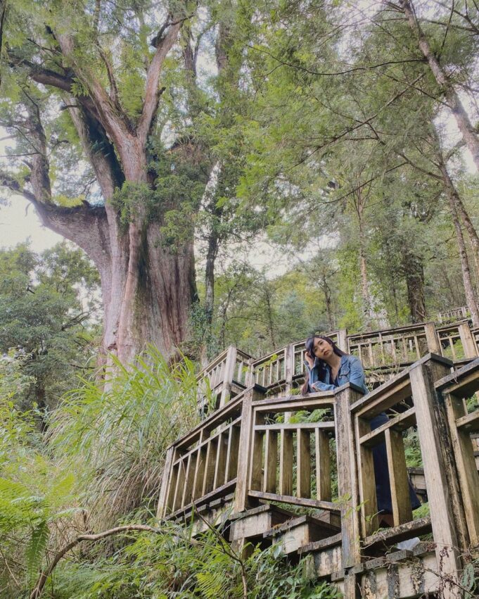 明池森林 宜蘭森林遊樂區 神木園