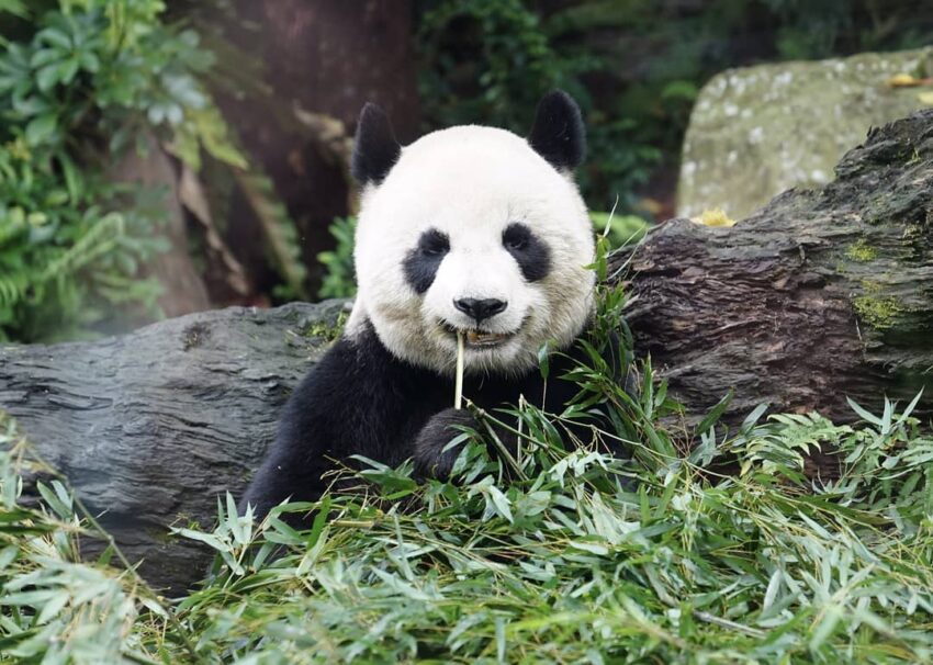 木柵動物園 木柵 動物園 台北動物園 台北市立動物園 熊貓