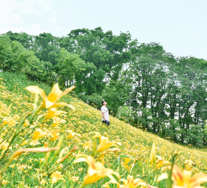 全台金針花 金針花 嘉義梅山橫山屏休閒園區