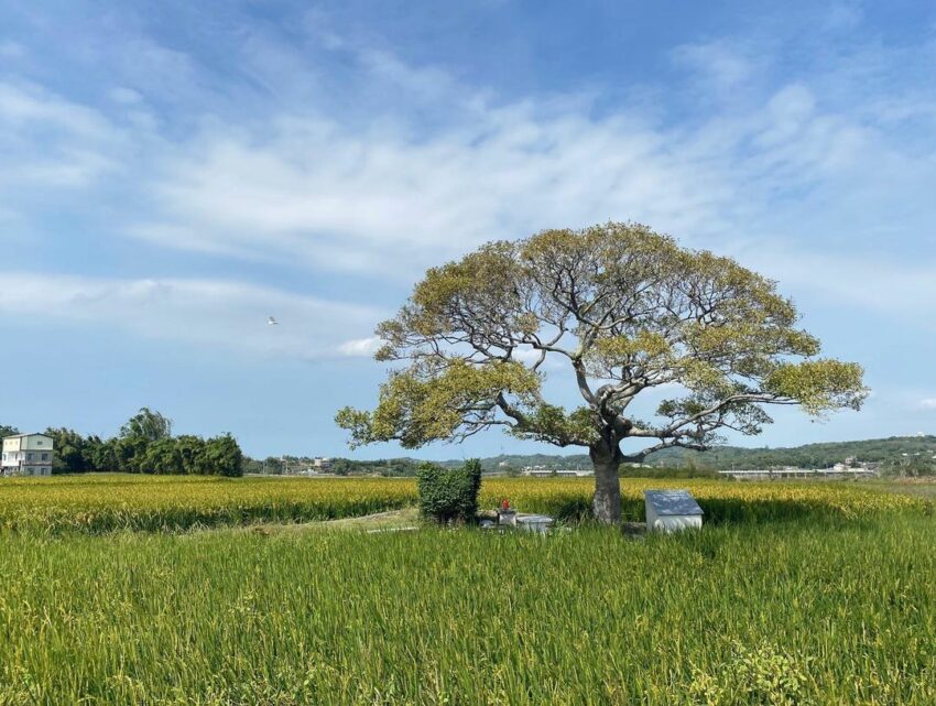 龍貓土地公