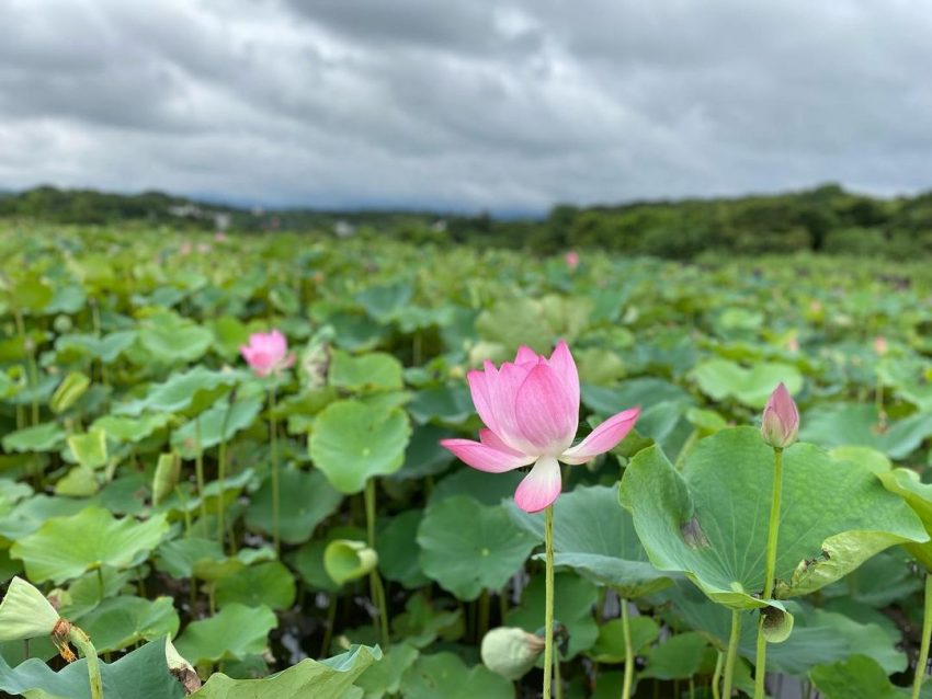  2022 全台荷花 賞荷, 荷花, 蓮花, 賞花, 秘境 淡水石頭厝荷花田