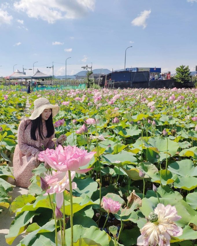  2022 全台荷花 賞荷, 荷花, 蓮花, 賞花, 秘境 金山清水濕地 黃老伯友善蓮花園