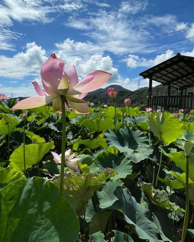 2022 全台荷花 賞荷, 荷花, 蓮花, 賞花, 秘境 雙溪荷花田