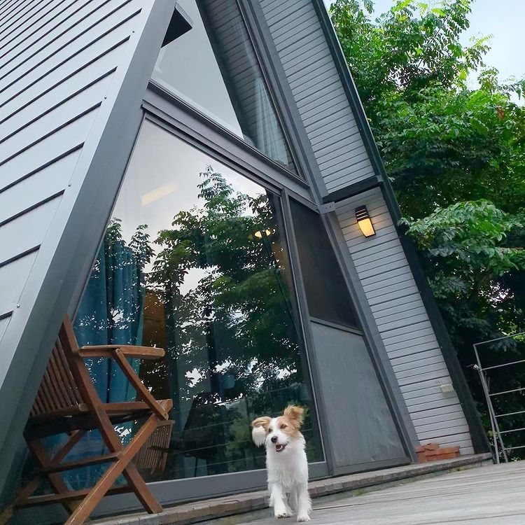 寵物友善住宿、寵物旅館、寵物住宿、寵物友善飯店、寵物民宿、桃園寵物旅館推薦、台中寵物友善飯店、貓旅館、寵物旅館、寵物寄宿、台中寵物旅館、台中寵物住宿、寵物飯店、寵物友善住宿 樹之間民宿