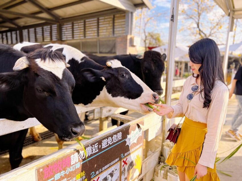 休閒農場推薦 千巧谷牛樂園牧場