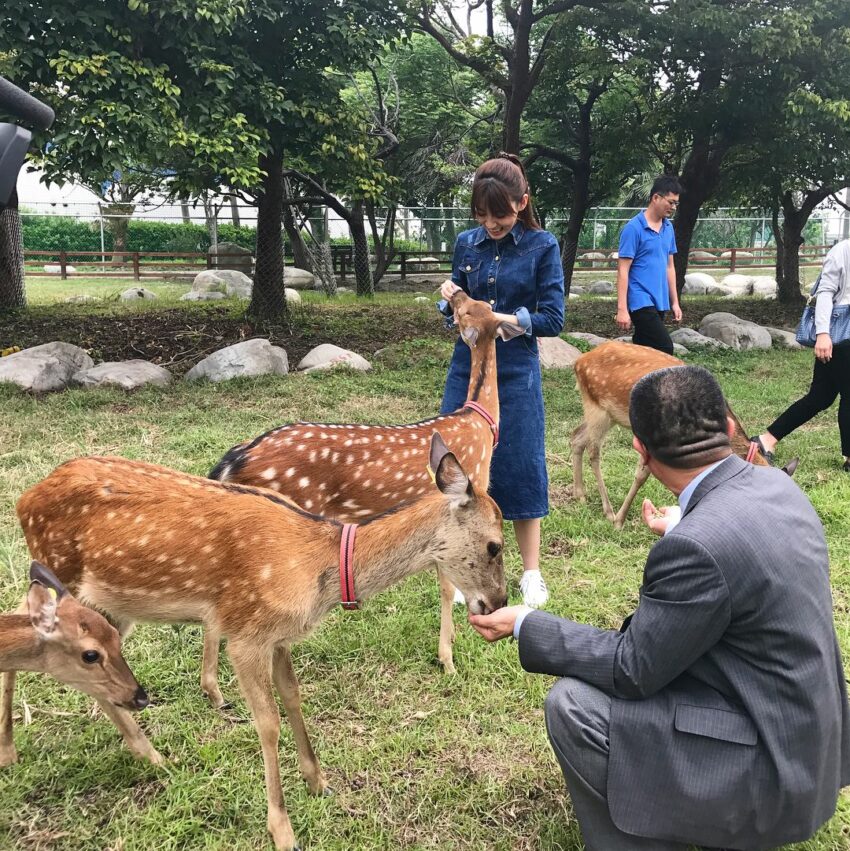 鹿港景點｜鹿港生態公園，這裡有綠意盎然的綠化步道、活蹦亂跳的可愛小鹿，抓對時間來的話，還可以參與導覽解說和餵小鹿的活動哦！